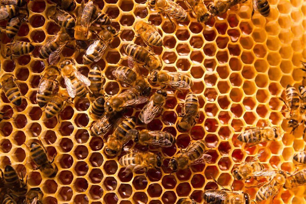 Bienen auf einer Wabe im Bienenstock, die Propolis und Honig produzieren – ideale Wahl beim Propolis kaufen