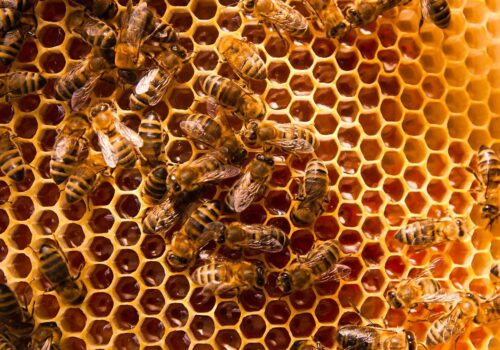 Propolis-Produkte: Qualität erkennen und die besten Anbieter finden