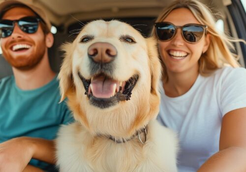 Tipps für stressfreies Reisen mit dem Hund